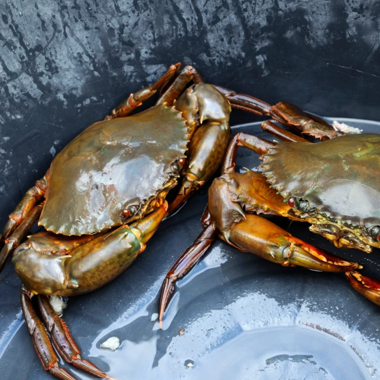 Crab.png