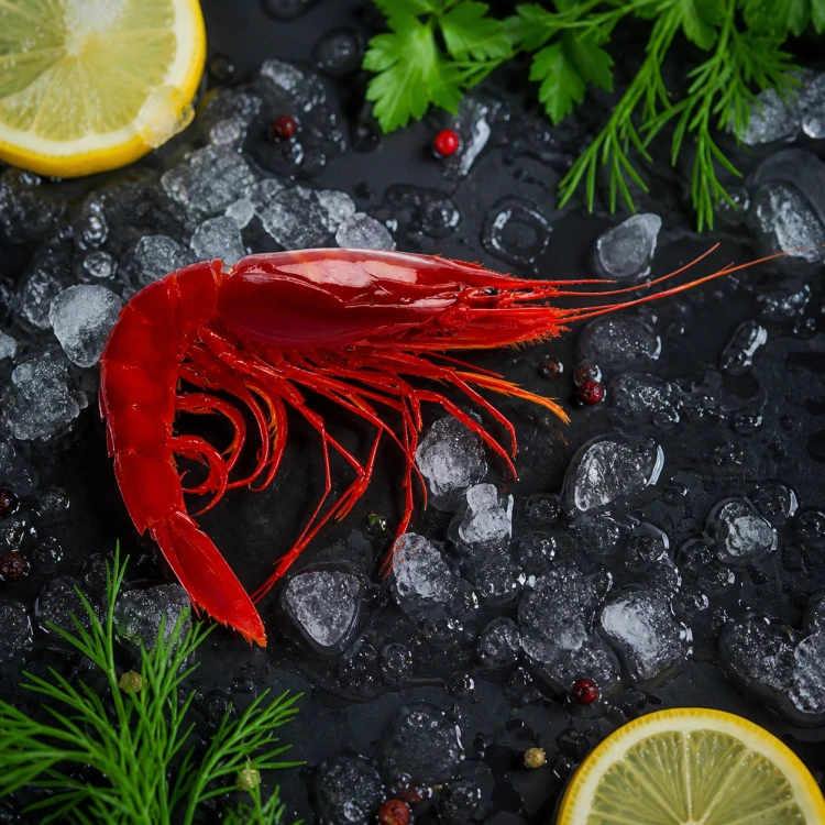 krewetka carabineros