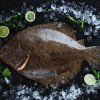 Turbot.jpg